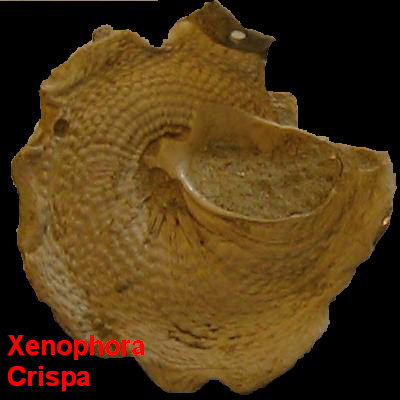 Xenophora crispa (Konig, 1825) - Pliocene - Toscana